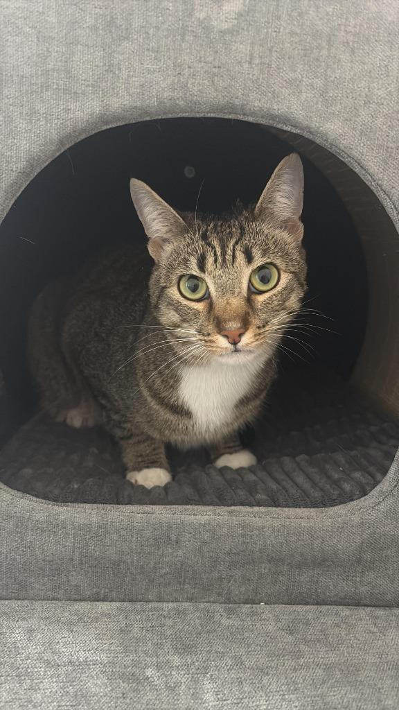 Enlarge Marni, a Adoptable mixed breed in Hampton, VA image 3/6