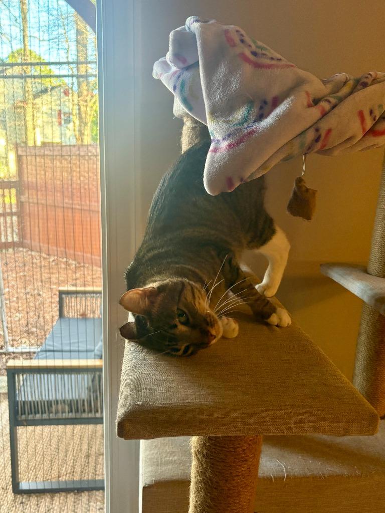 Enlarge Marni, a Adoptable mixed breed in Hampton, VA image 4/6