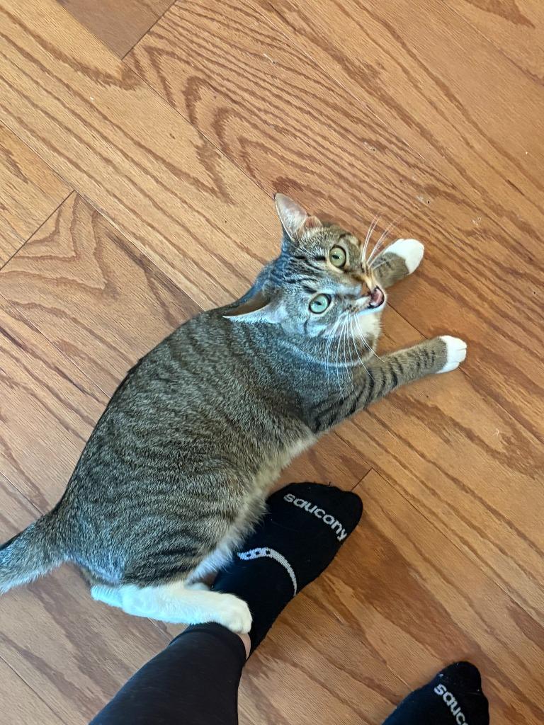 Enlarge Marni, a Adoptable mixed breed in Hampton, VA image 5/6