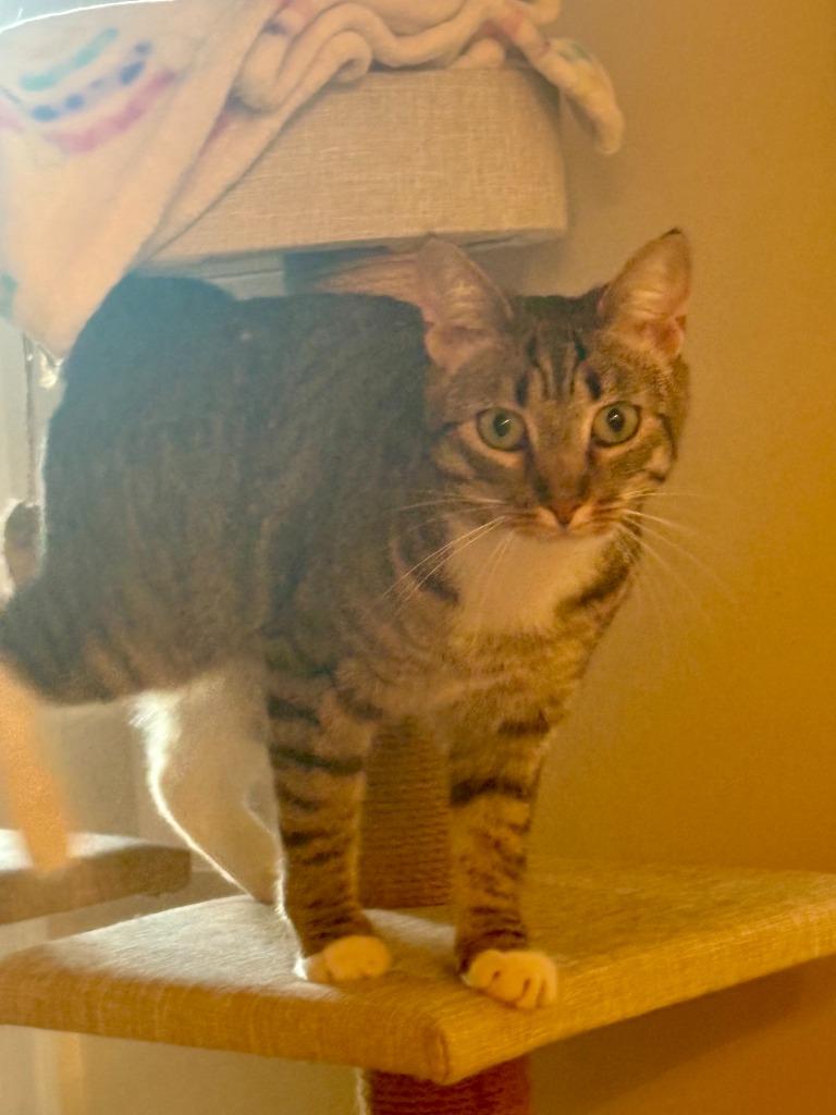 Enlarge Marni, a Adoptable mixed breed in Hampton, VA image 6/6