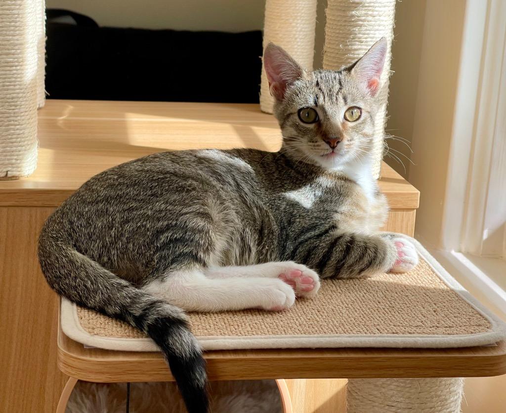 Marni, Adoptable, Young Female Domestic Short Hair.