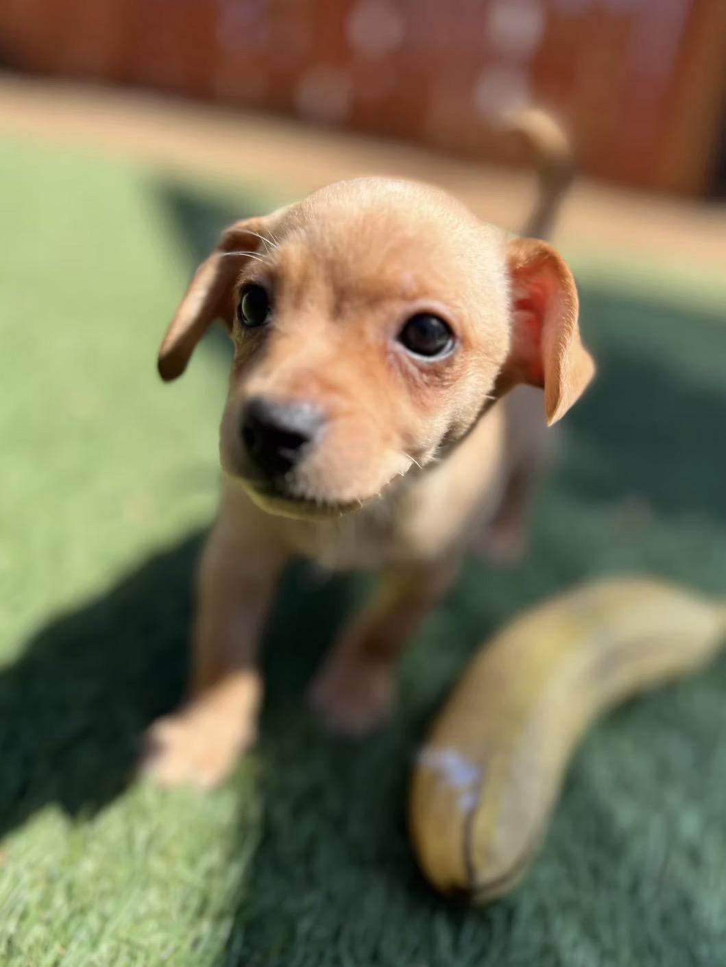King Edward, ADOPTABLE, Puppy Male Mixed Breed.