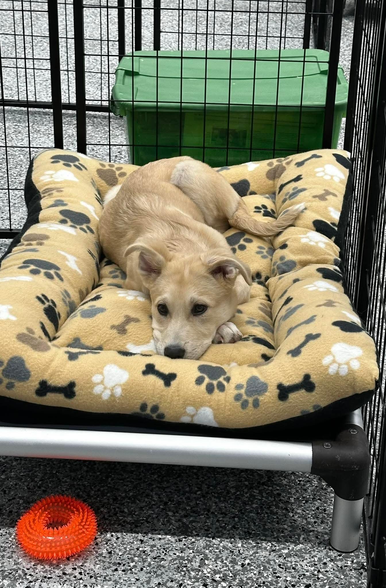 Enlarge Zoey, a ADOPTABLE mixed breed in Washington , PA image 1/1