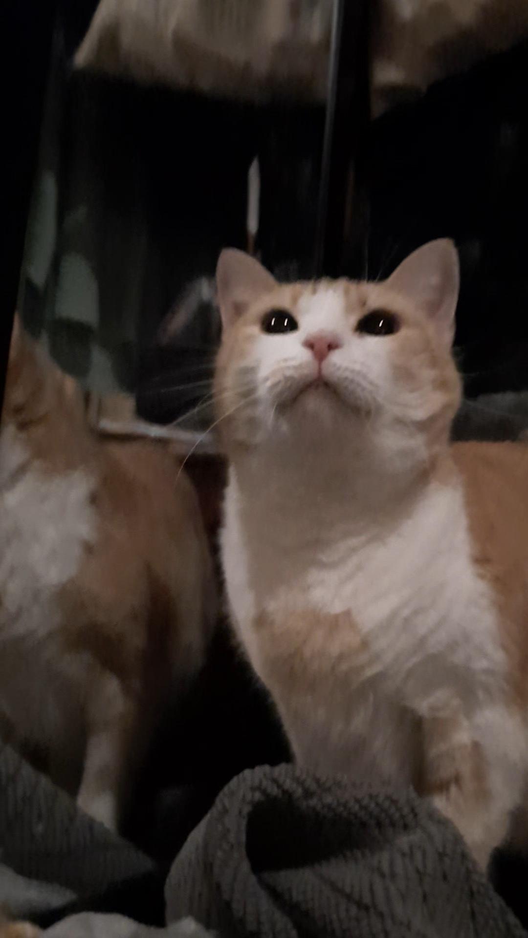 Enlarge LILITH, a Adoptable American Shorthair in Eagle Bridge, NY image 3/4