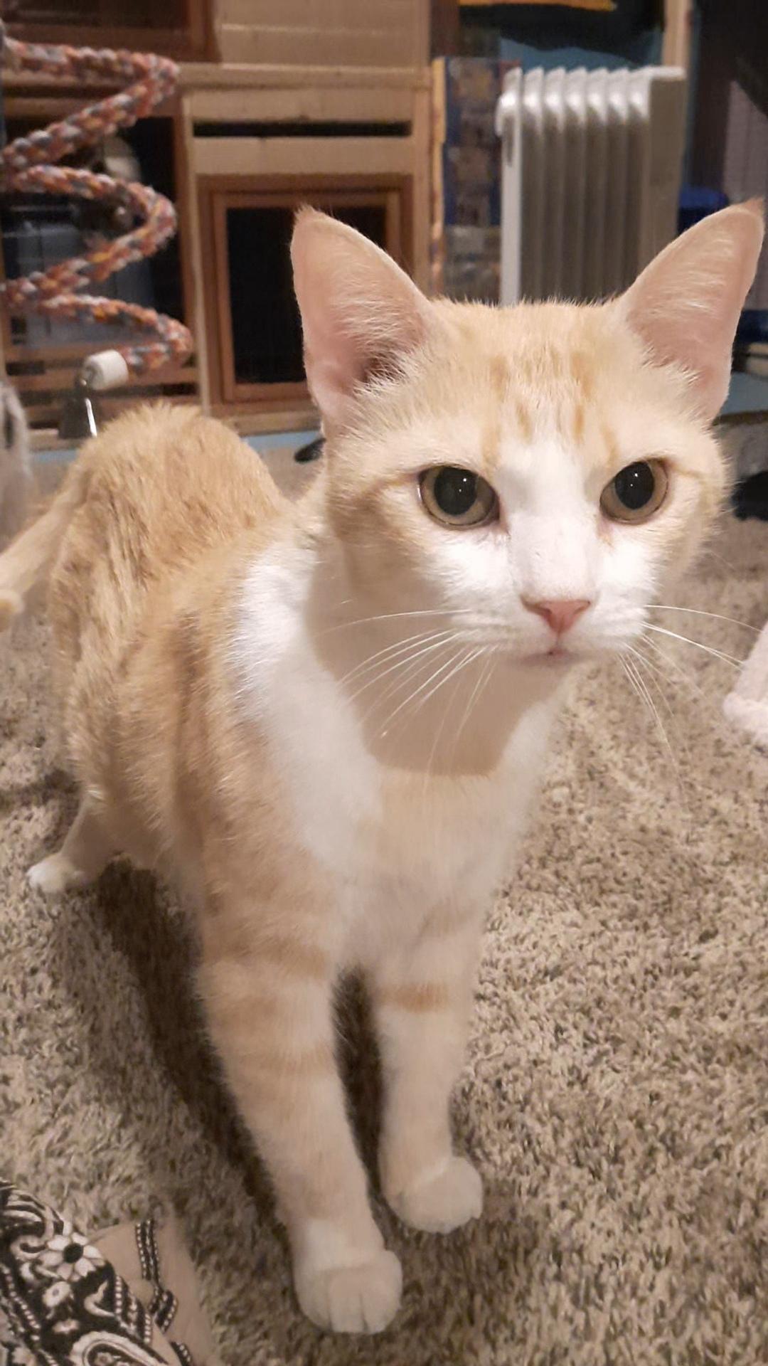 LILITH, Adoptable, Adult Female American Shorthair.