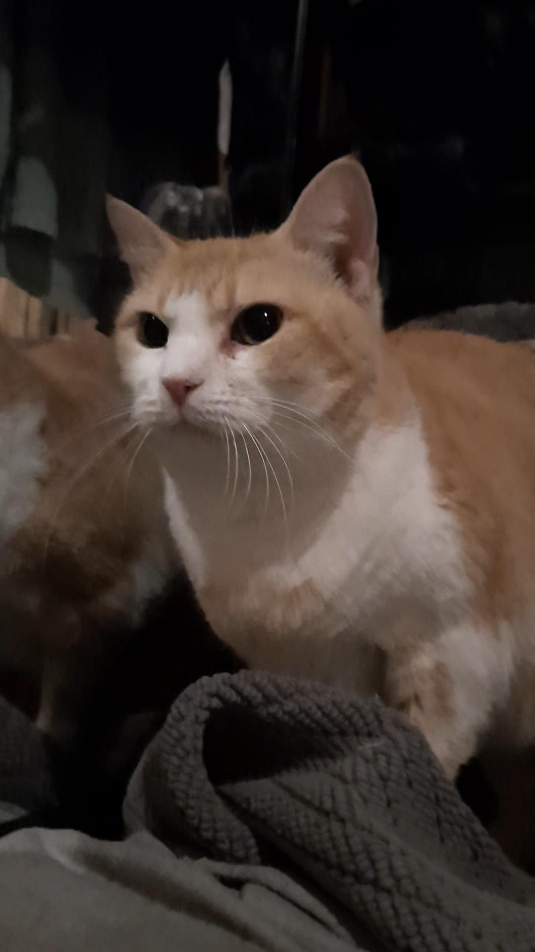 Enlarge LILITH, a Adoptable American Shorthair in Eagle Bridge, NY image 4/4