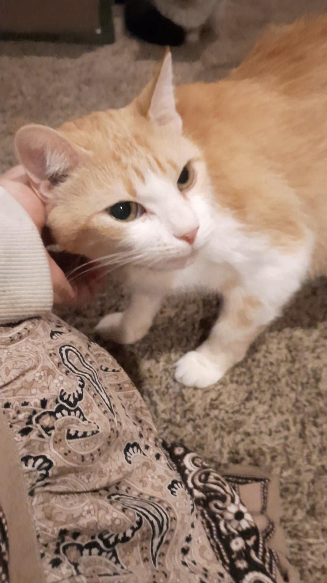 Enlarge LILITH, a Adoptable American Shorthair in Eagle Bridge, NY image 2/3