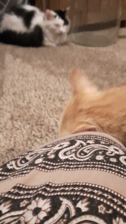 Enlarge LILITH, a Adoptable American Shorthair in Eagle Bridge, NY video 3/3