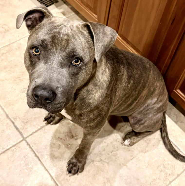 Enlarge Flash, a Adoptable mixed breed in Mead, CO image 1/1