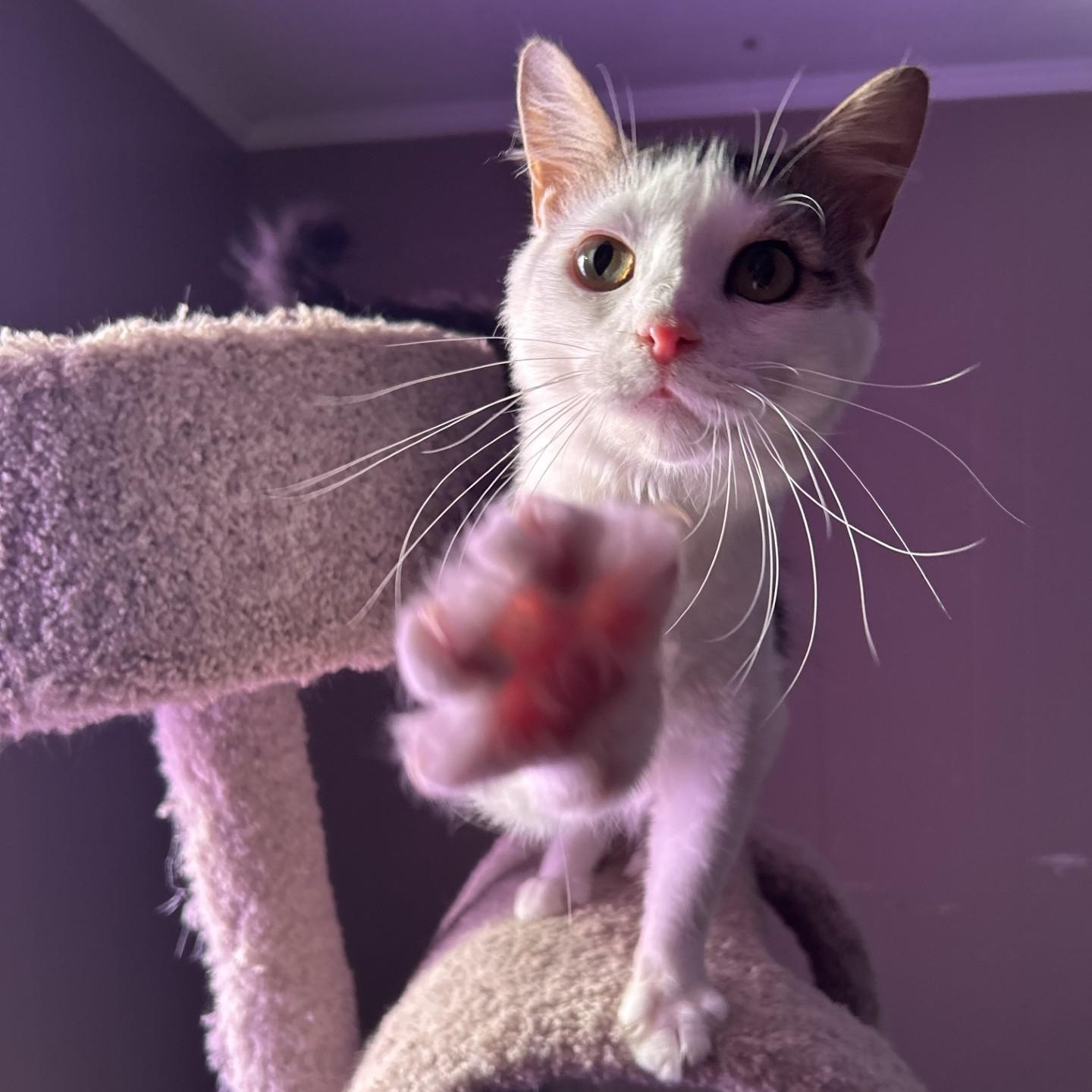 Woody, a Adoptable Domestic Medium Hair in Anderson, SC image 2/3