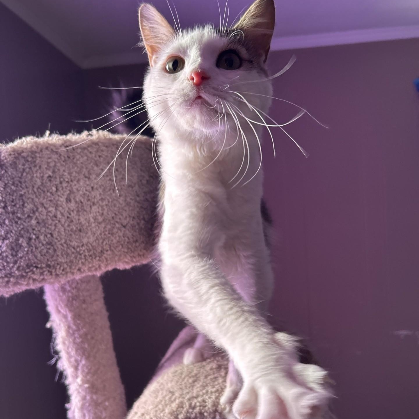 Woody, a Adoptable Domestic Medium Hair in Anderson, SC image 3/3