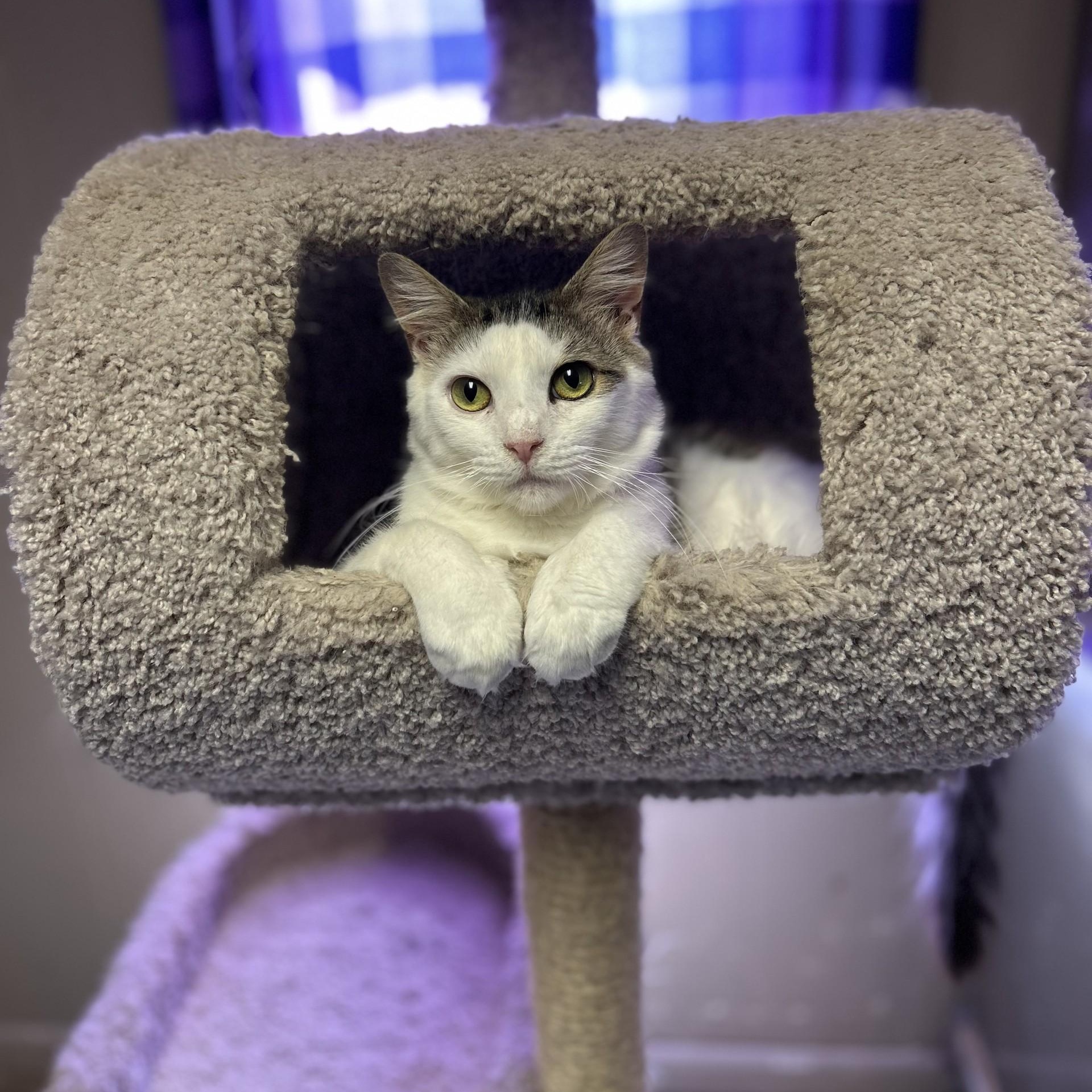 Woody, a Adoptable Domestic Medium Hair in Anderson, SC image 1/3