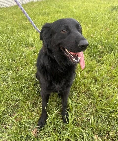 Artemis, Adopted, Young Male Flat-Coated Retriever.