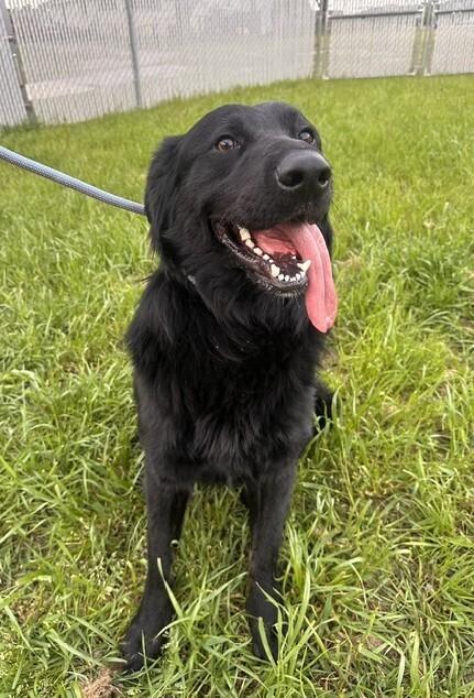 Enlarge Artemis, a Adopted mixed breed in Washington, DC image 2/4