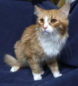 Garfield, ADOPTABLE, Adult Male Domestic Medium Hair.
