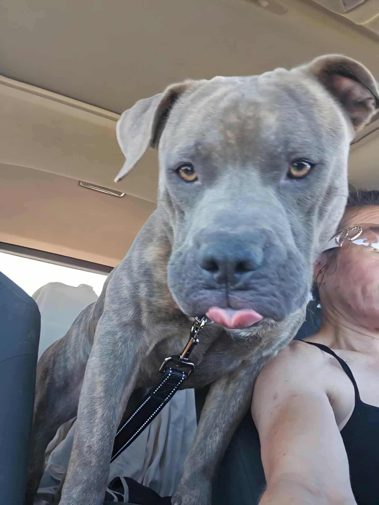 Ruxpen, Adoptable, Adult Male Pit Bull Terrier.