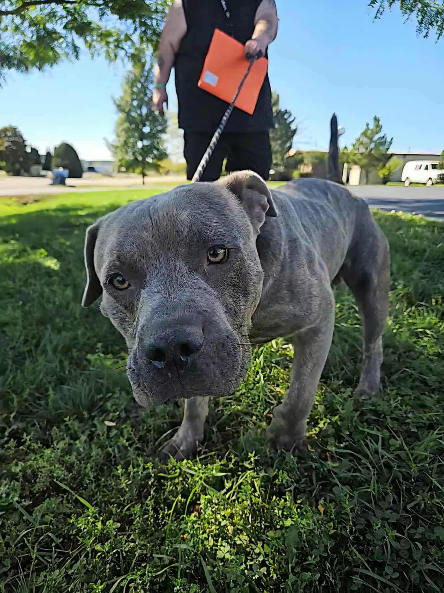 Enlarge Ruxpen, a Adoptable mixed breed in Muskego, WI image 2/4