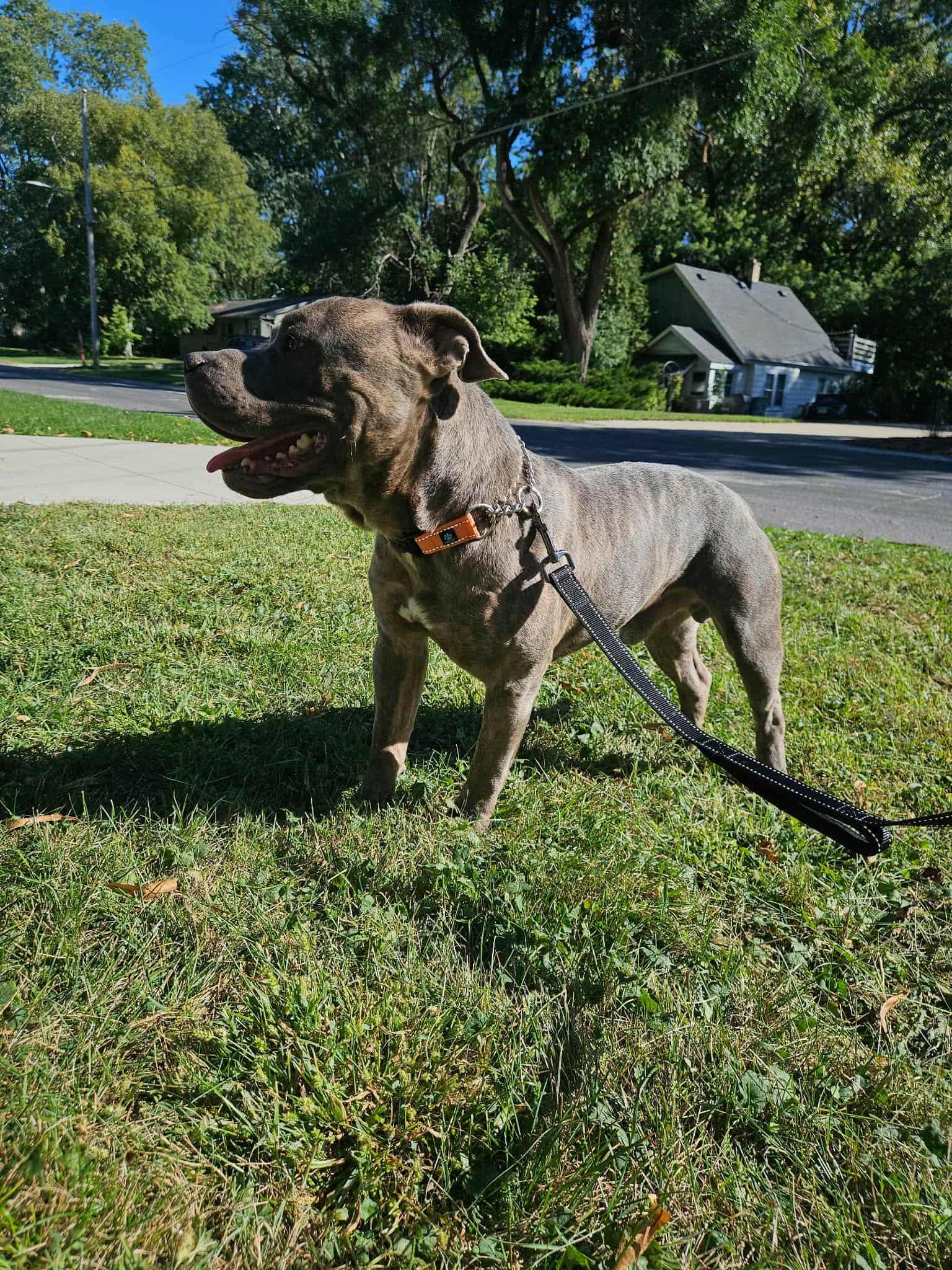 Enlarge Ruxpen, a Adoptable mixed breed in Muskego, WI image 3/4