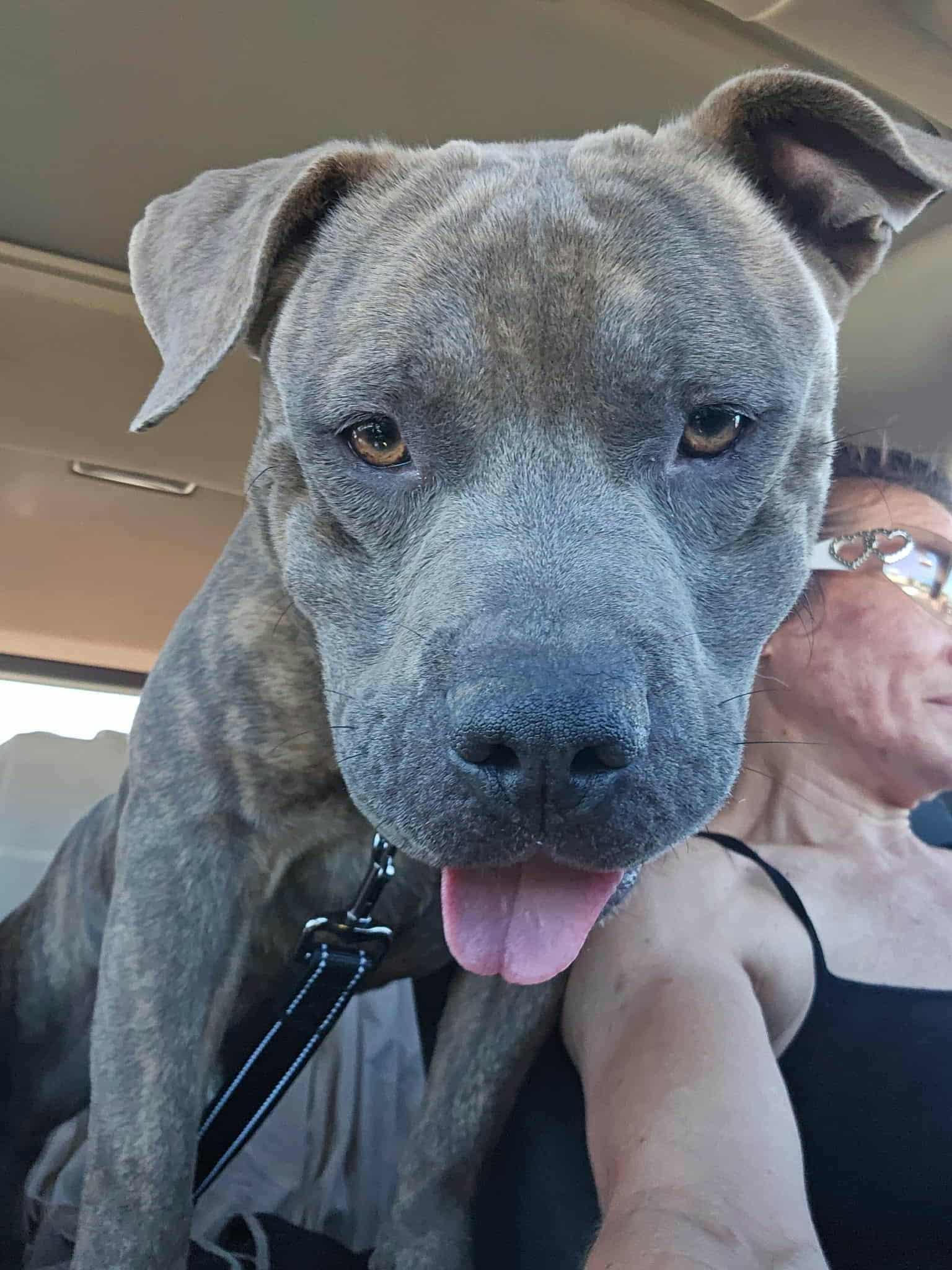 Enlarge Ruxpen, a Adoptable mixed breed in Muskego, WI image 4/4