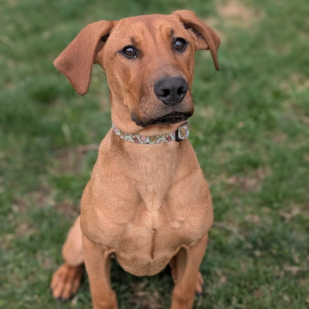 7933 Brooklyn, Adoptable, Young Female Mixed Breed.