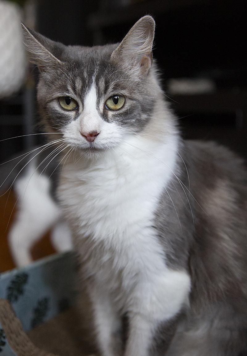 Enlarge Mykonos (& Cyprus), a Adoptable Domestic Long Hair in Chicago, IL image 2/6