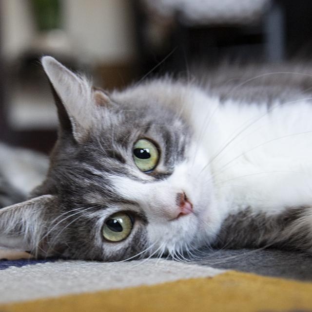 Enlarge Mykonos (& Cyprus), a Adoptable Domestic Long Hair in Chicago, IL image 5/6