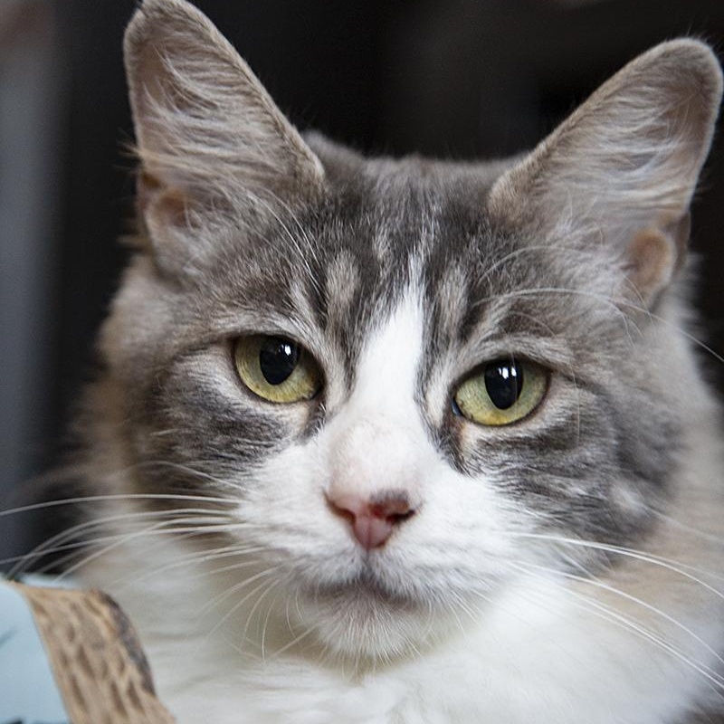 Mykonos (& Cyprus), Adoptable, Adult Female Domestic Long Hair.