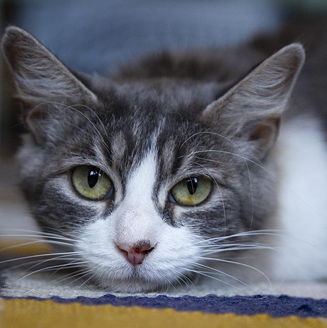 Enlarge Mykonos (& Cyprus), a Adoptable Domestic Long Hair in Chicago, IL image 4/6