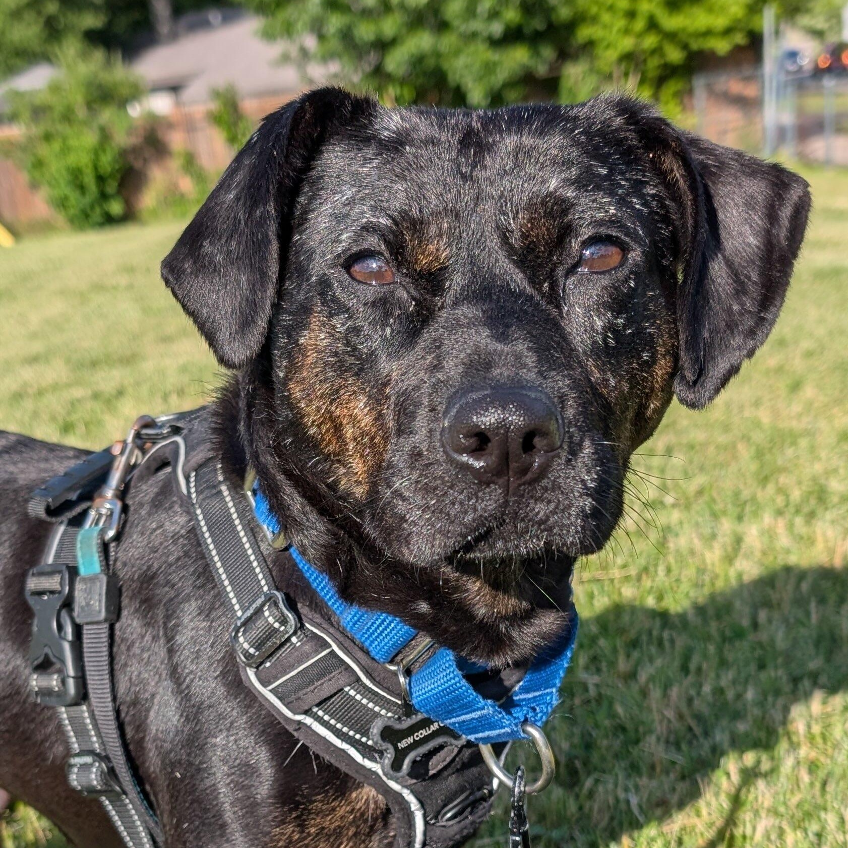 Enlarge Mishka, a Adoptable Mixed Breed in Burlington, ON image 6/6