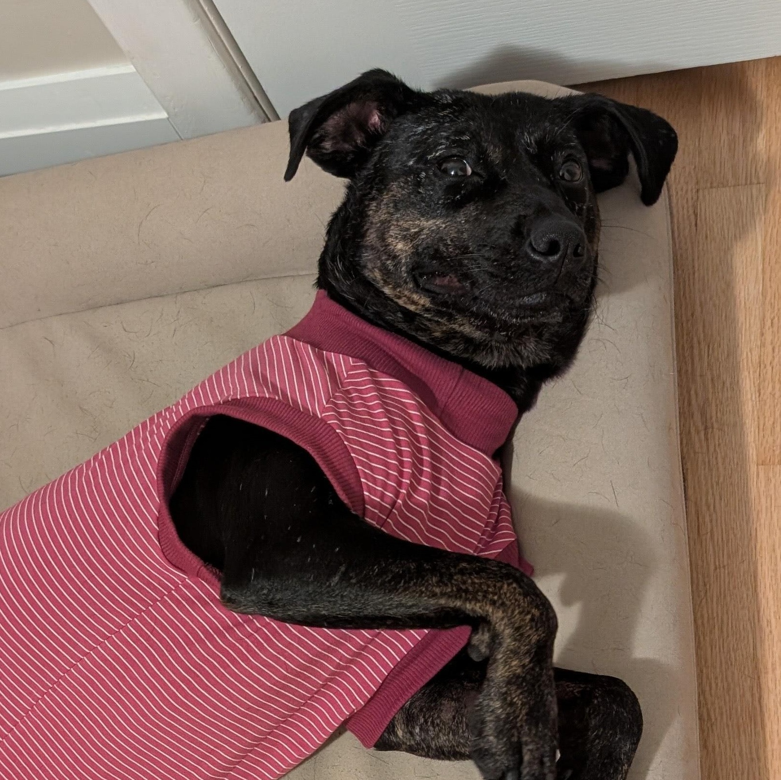 Enlarge Mishka, a Adoptable Mixed Breed in Burlington, ON image 2/6