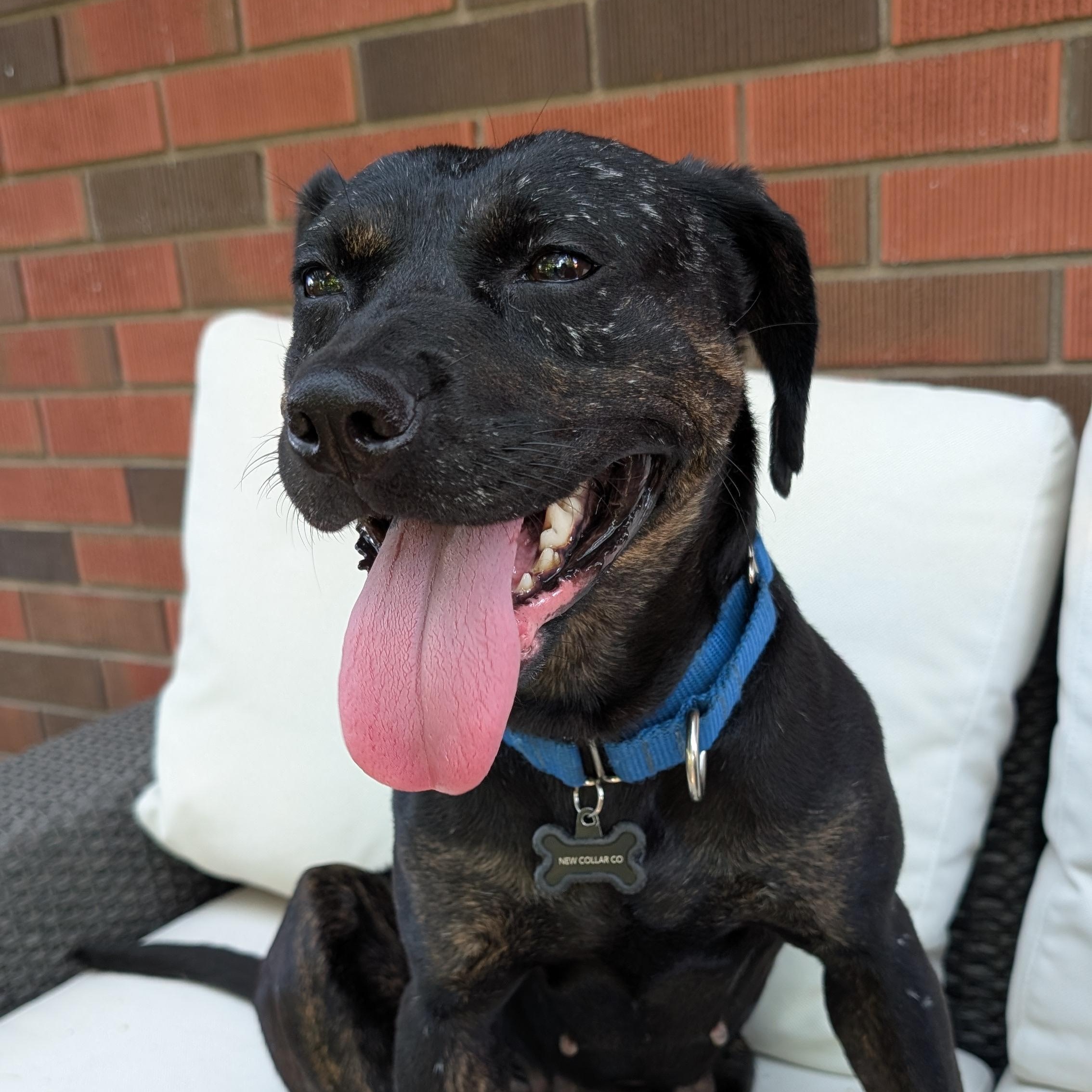 Enlarge Mishka, a Adoptable Mixed Breed in Burlington, ON image 3/6