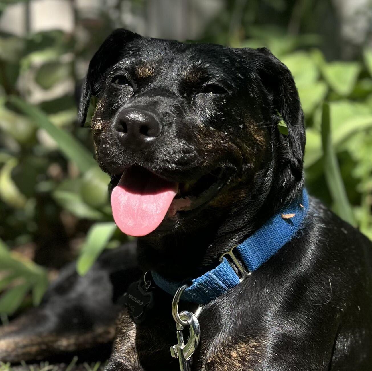 Mishka, Adoptable, Adult Female Mixed Breed.