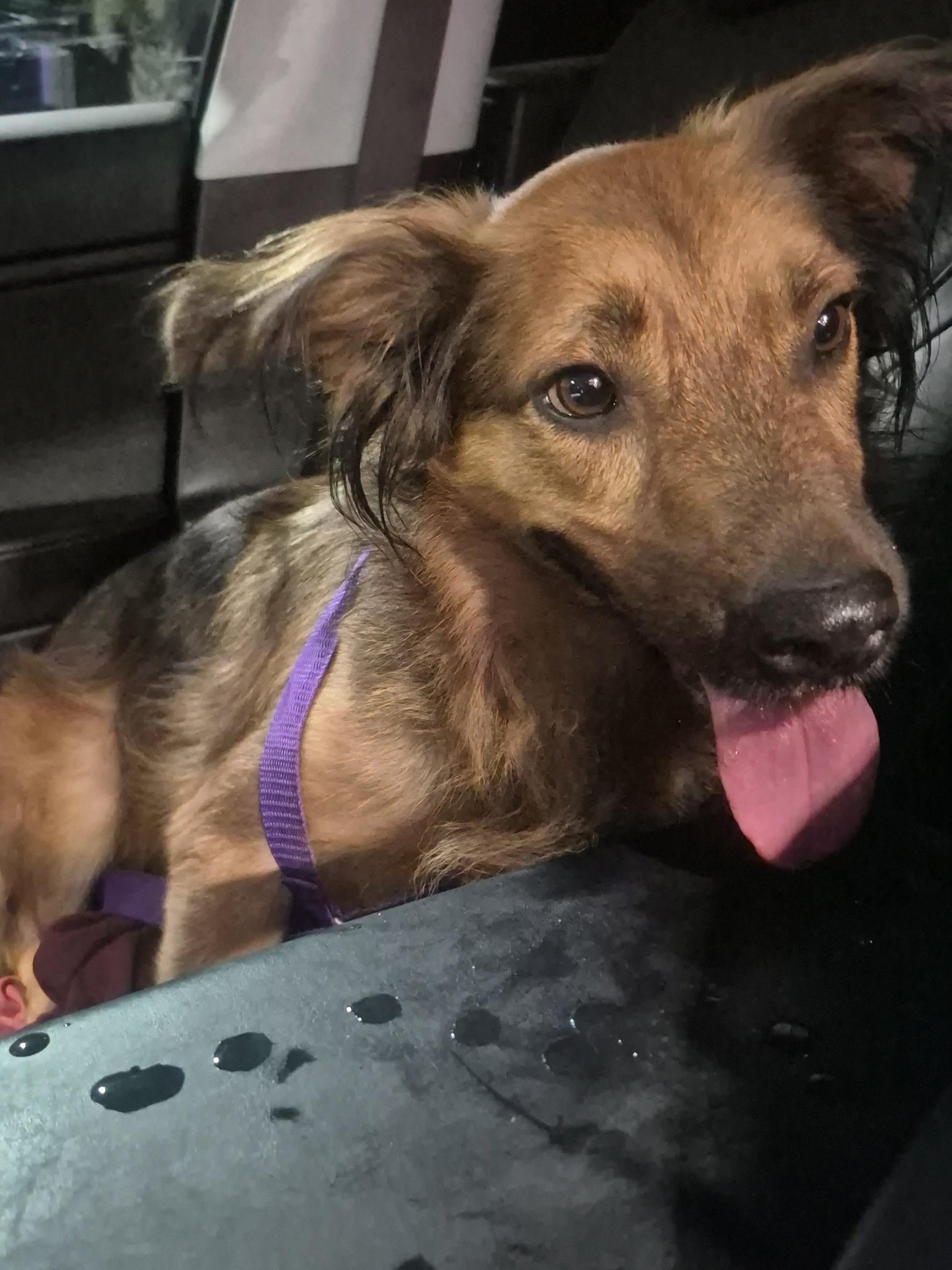 Enlarge Genesis, a Adoptable mixed breed in Warminster, PA image 3/3