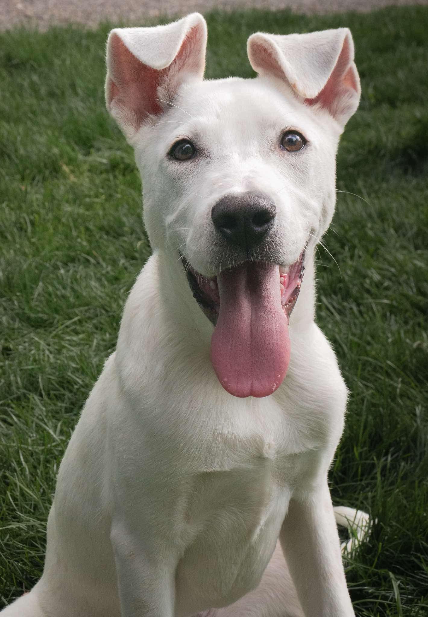 Enlarge Igris, a ADOPTABLE mixed breed in Elizabeth, CO image 1/1