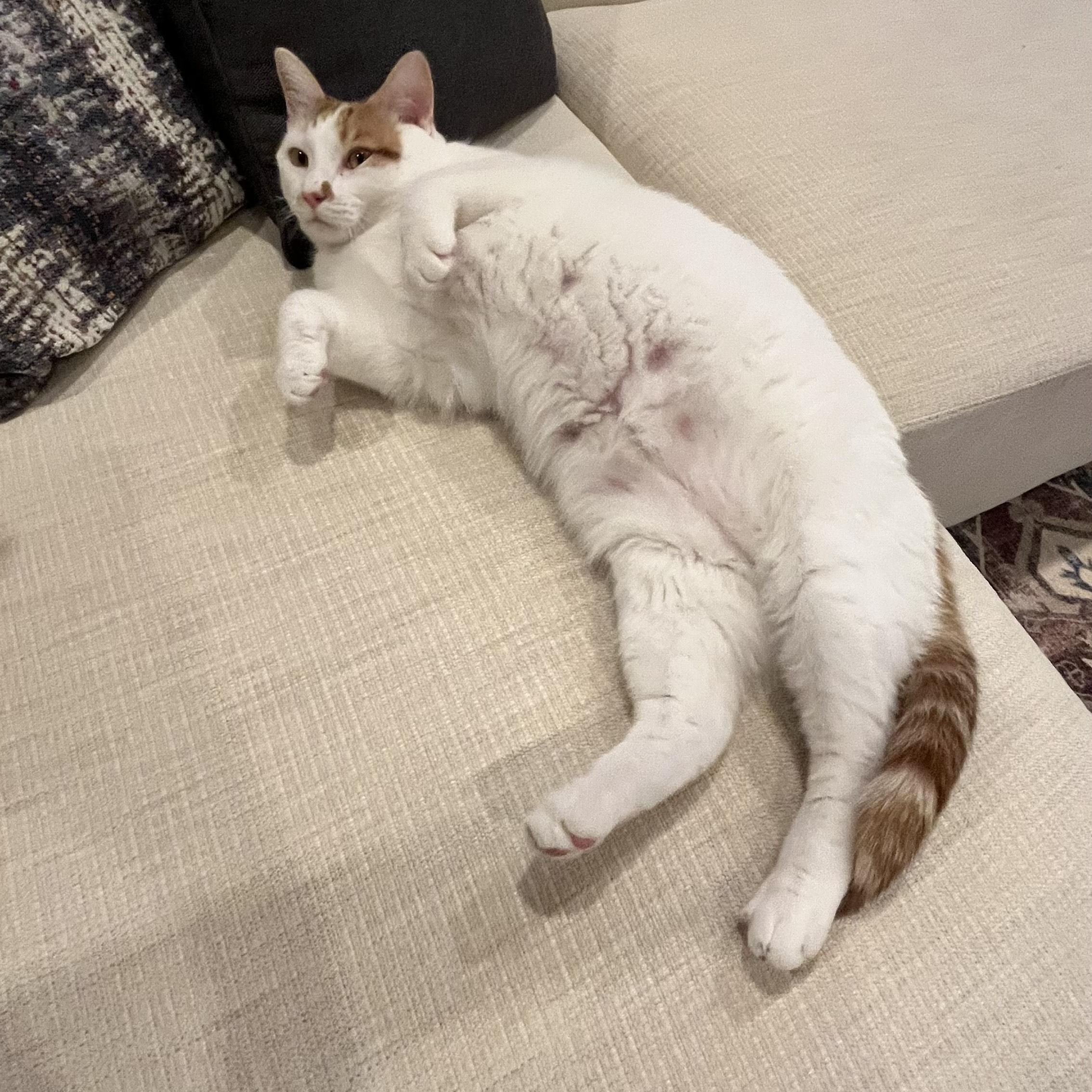 Cosmo