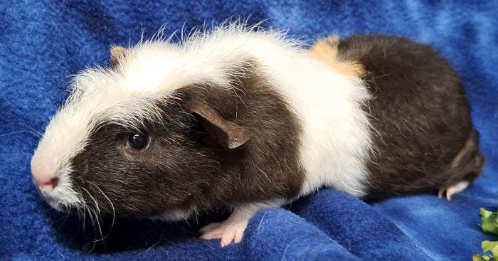 David, a ADOPTABLE Short-Haired in Gary, IN image 3/3