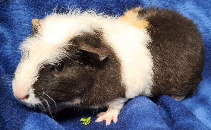David, a ADOPTABLE Short-Haired in Gary, IN image 1/3