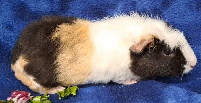 David, a ADOPTABLE Short-Haired in Gary, IN image 2/3