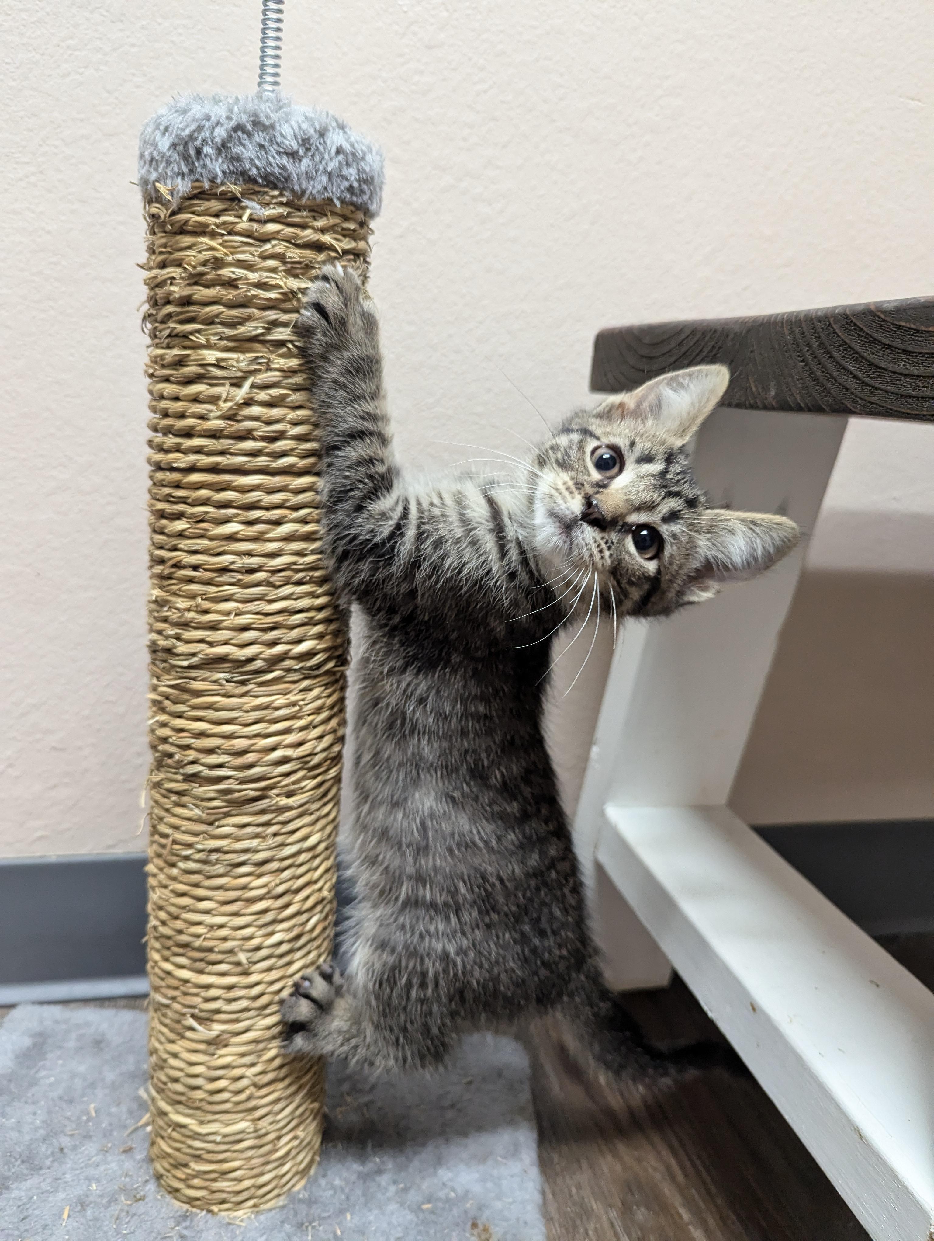 Sammie, an adoptable Domestic Short Hair in Oconto, WI, 54153 | Photo Image 1