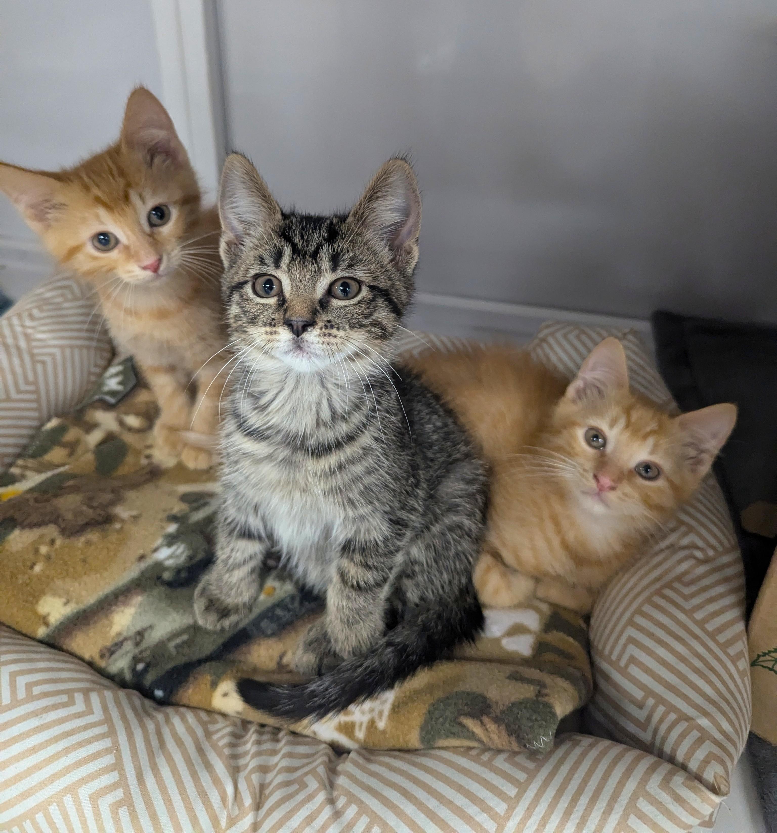 Sammie, an adoptable Domestic Short Hair in Oconto, WI, 54153 | Photo Image 2