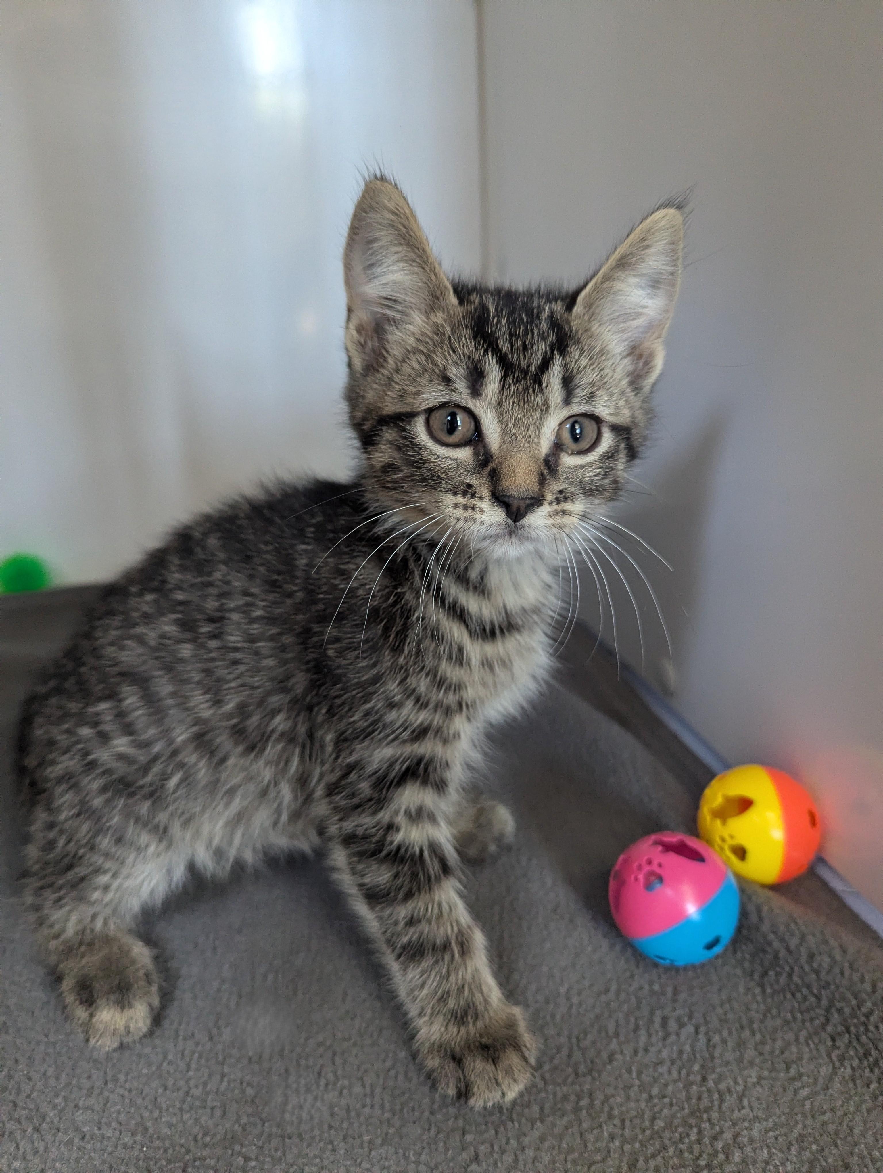 Sammie, an adoptable Domestic Short Hair in Oconto, WI, 54153 | Photo Image 3