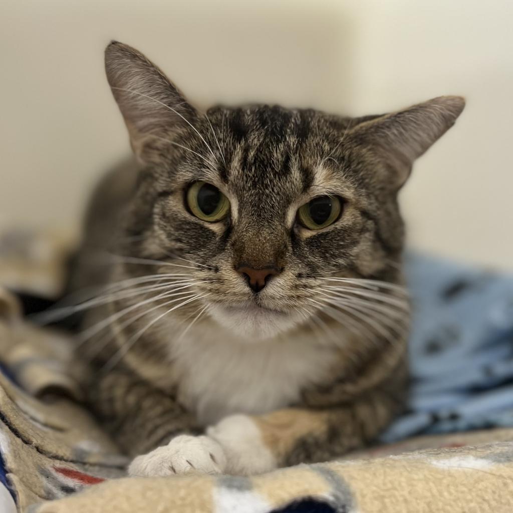 Enlarge Sadie, a Adoptable Domestic Short Hair in Cumming, GA image 1/6