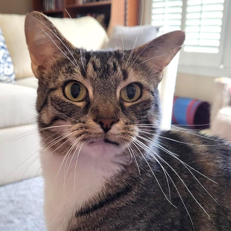 Enlarge Sadie, a Adoptable Domestic Short Hair in Cumming, GA image 2/6