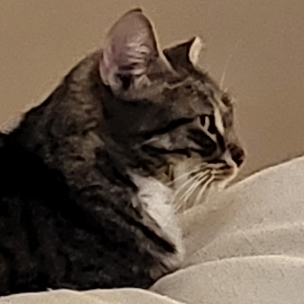 Enlarge Sadie, a Adoptable Domestic Short Hair in Cumming, GA image 3/6