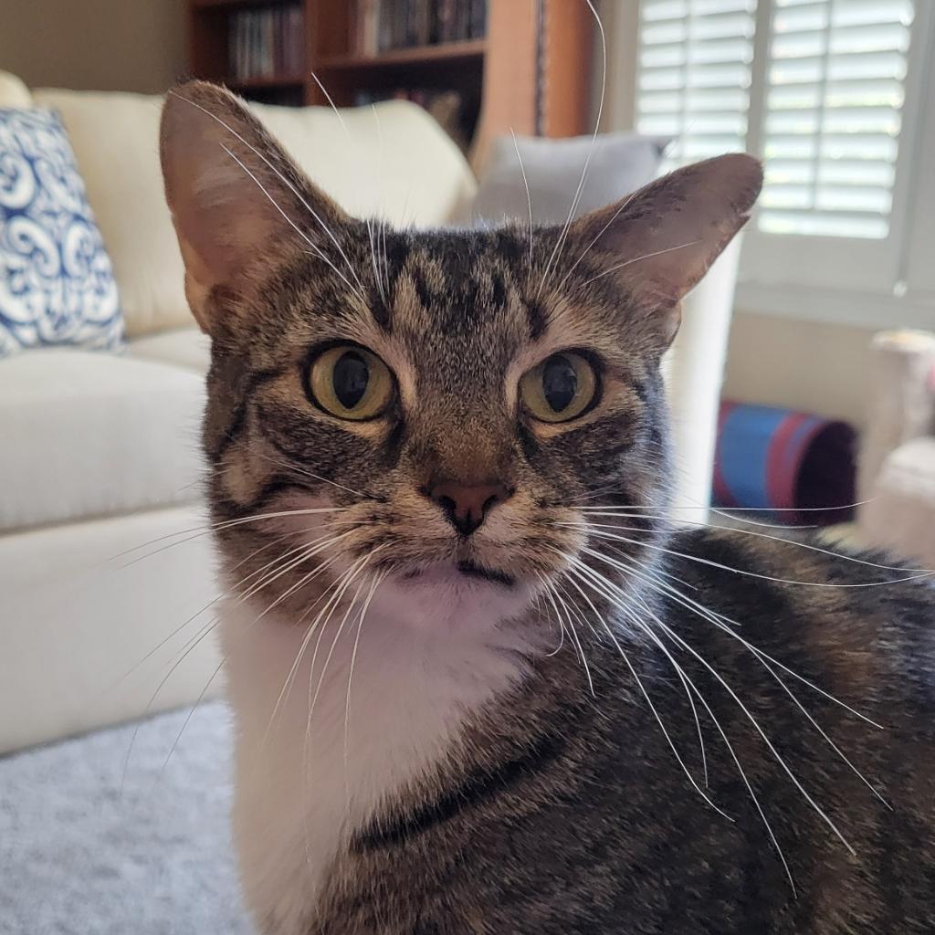 Enlarge Sadie, a Adoptable Domestic Short Hair in Cumming, GA image 4/6