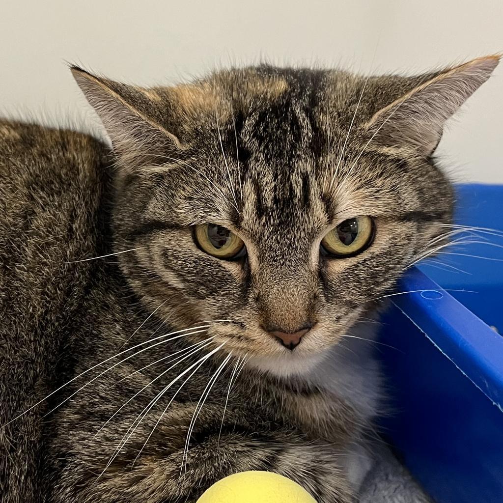Enlarge Sadie, a Adoptable Domestic Short Hair in Cumming, GA image 5/6
