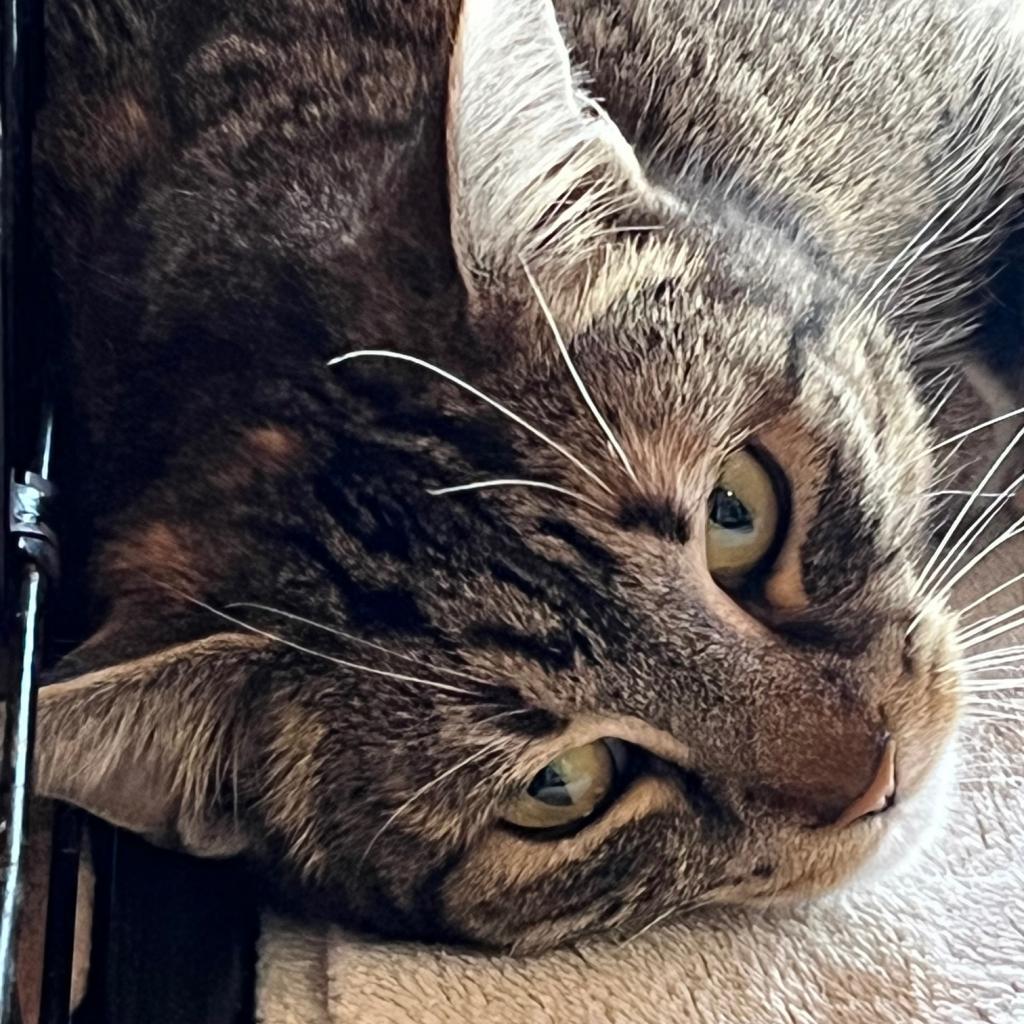 Sadie — thumbnail 6