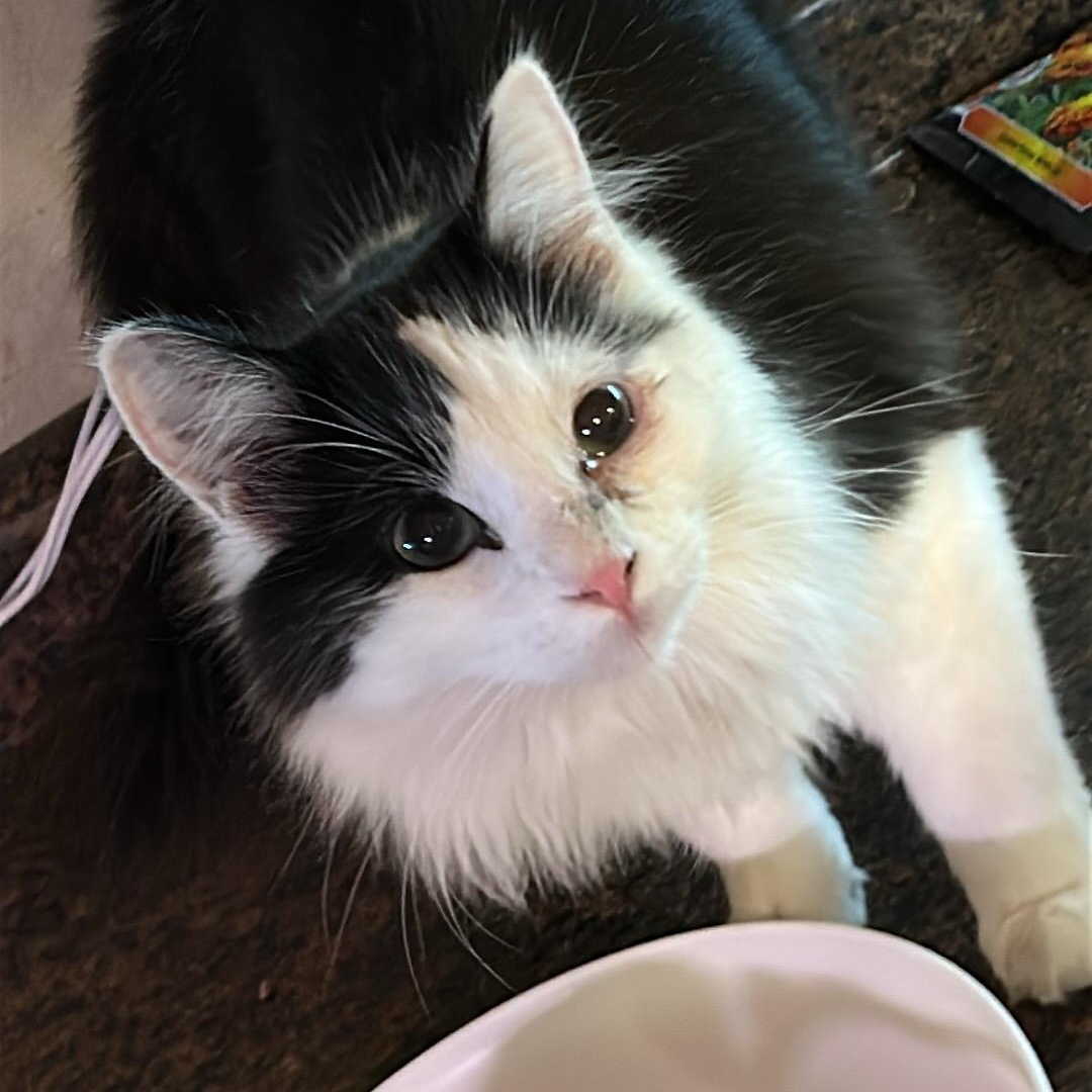 Enlarge GrassHopper, a ADOPTABLE American Shorthair in Milbank, SD image 1/1