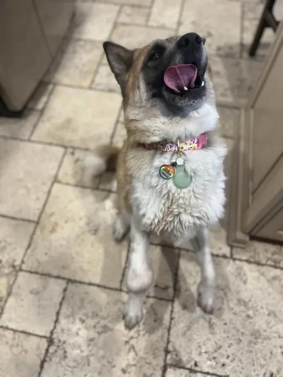 Enlarge Akirra, a ADOPTABLE Akita in Roy, UT image 5/5