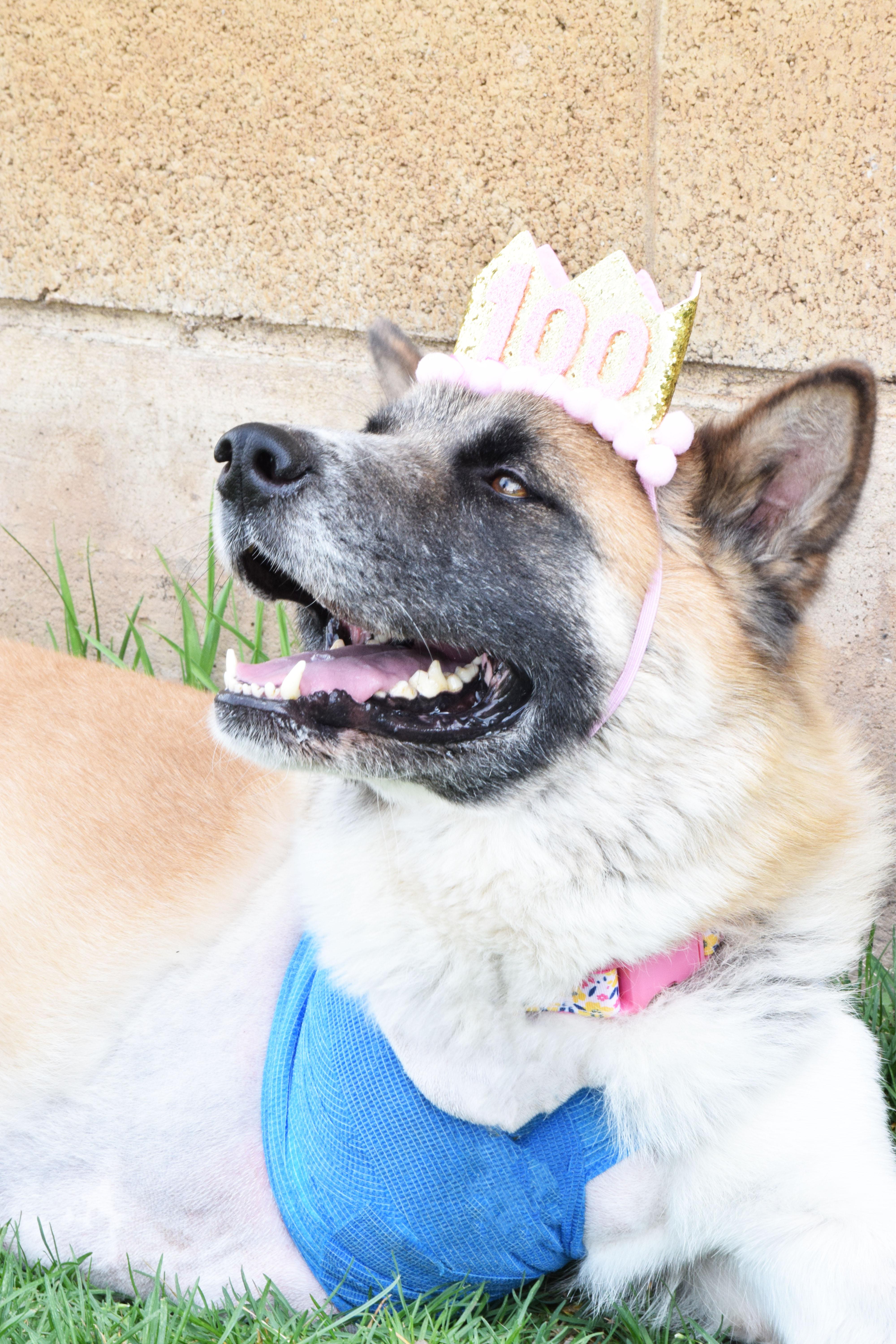 Enlarge Akirra, a ADOPTABLE Akita in Roy, UT image 3/4